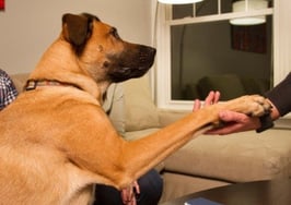 Realtor.com adopts 'spokesdog'