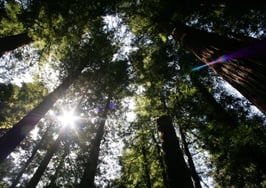 Real Estate Connect's forward-thinking, redwood grove, lamb roast beginnings