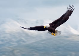 Will NAR 'let realtor.com soar'?