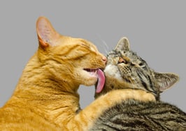 How cat videos are changing the world [VIDEO]