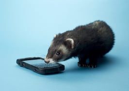 Take collapsing ceilings, hidden drug money, and ferrets in stride