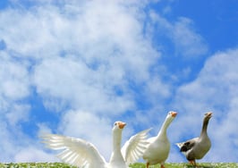 Not just another syndication debate