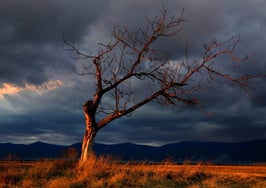 Rate paralysis creates illusion of stability 