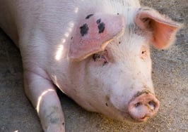 How to save on Social Security and Medicare taxes without getting slaughtered