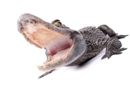 Sex, drugs and alligators: Agents share bizarre open house encounters