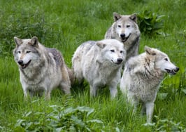 Top listing portals continue to pull away from the pack