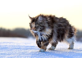 I can has viral marketing campaign?