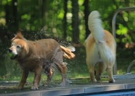 Realtor lets pair of golden retrievers sell their owners' home
