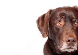 Why has the dog not barked? Quieter, wiser heads are worried about our economy