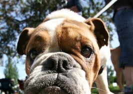 Doggy marketing in real estate: Do's and don'ts for agents