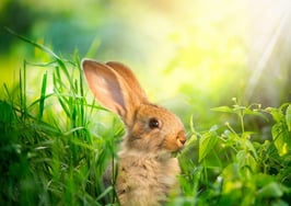 Century 21 finds the Easter Bunny, hopes you'll help spread the word