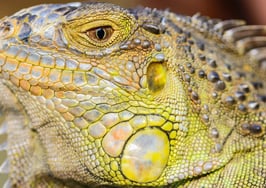 Tap into your clients' reptilian brain to learn what they really want in a house