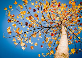 5 steps to gear up for the fall selling season