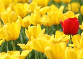 Why real estate clients should hire you (and not another agent)