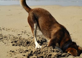 Is Google about to bury your real estate website?