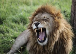 CRM solution LionDesk roars into real estate video marketing