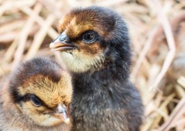 A letter to my former self, the fledgling agent