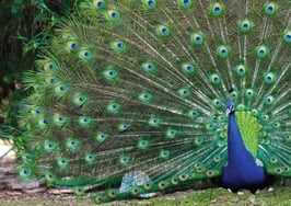 How presentation affects your business
