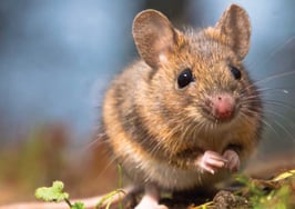 Can introverts succeed in real estate?