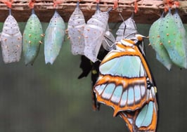 How to convert Internet leads into signed business