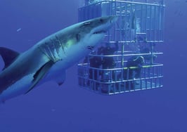 Staying safe from predators: Part 1