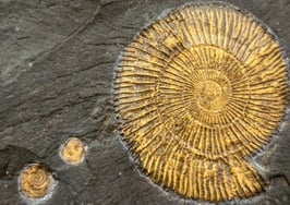 Can Periscope help stop the extinction of agents?