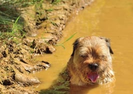 Is your real estate process transparent or more like the Big Muddy?