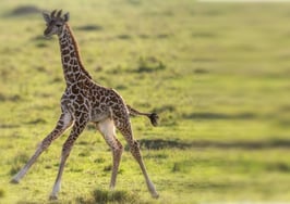 7 marketing musts for startup, independent brokerages