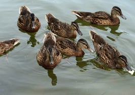 5 tips for picking best buyer among multiple offers