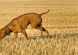 Standardized data tracking could help agents and brokers target advertising dollars