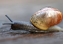 Are lending standards really easing?