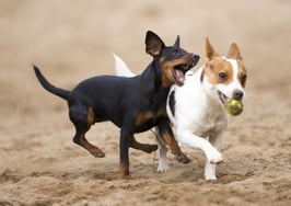 Crazy Sh*t In Real Estate: Chase the dog or show the house?