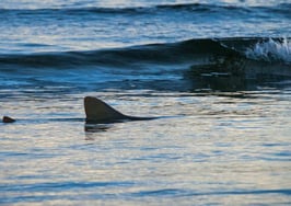 Are real estate agents scared of their own success?