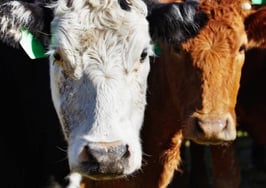 Leaving the brokerage herd behind