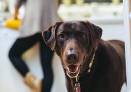 Pets affect days on market, buyers' interest