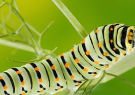 How to morph from a hyper-local brokerage to an international franchise