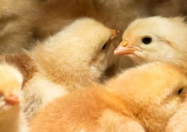 New agent starter kit: Part 2