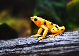 Podcast: Are real estate teams a dying fad?