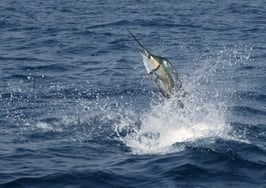 The Salefish: How selling luxury real estate is like trophy fishing