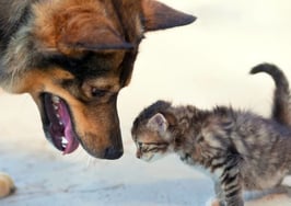 How real estate agents can win homebuyers' trust