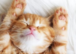 Kittens invade $2.3 million home in San Francisco