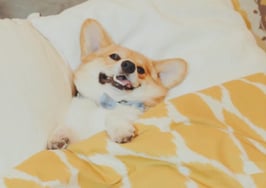 Corgi Realtor presents: 44 Sanchez St.