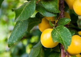 Sellers in Pearland see fruitful returns