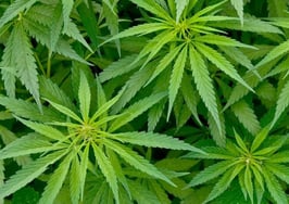 Should you let tenants and renters smoke marijuana where it's legal?