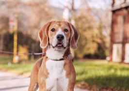 New South Florida developments are catering to furry family members
