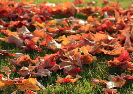 Why is fall the best time of the year for Chicago homebuyers?