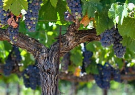 Engel & Völkers continues its NorCal growth under Paul Benson