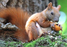 5 real estate lessons I learned from a squirrel on the street