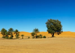 Buyer sentiment stunted by 'dearth of homes for sale'