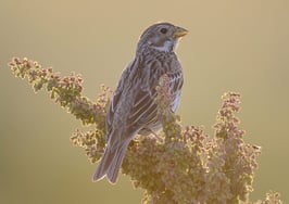 real estate twitter accounts